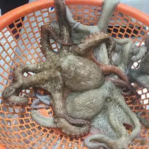 관우농가 통영 활 돌문어