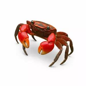 신선한 스마일크랩 도둑게 오리지널컬러