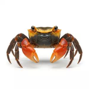 건강한 스마일크랩 도둑게 하이옐로우컬러