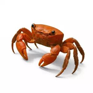 순수한 스마일크랩 도둑게 시트러스블러드레드 컬러