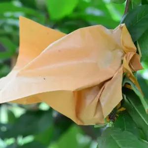 과일 포장지 과수원 복숭아 봉투 종이 쿠션 봉지 포장재 완충제