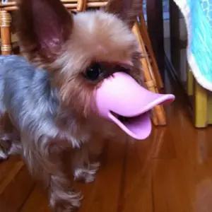 강아지짖음방지입마개 오픈입마개 실리콘 오픈형 오리 개짖음방지 산책