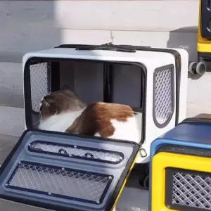 대용량 캐리어 고양이 강아지 휴대용 백팩 펫 여행용 이동가방 산책