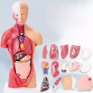 장기 해부도 인체 척추 모형 뇌혈관 실험용 해부학 교구 보건