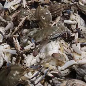 국내산 알배기 암꽃게 1kg(5~6미)