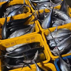 국내산 횟감용 급냉 참다랑어 1미 2.5~4kg급