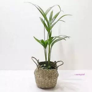 인테리어 공기 반려동물 야자 정화 아레카 식물 새집 정화식 물새집 화분 증후군pqr667