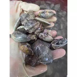 남해안 활 바지락 65~80미) 大 산지직송 반찬 부모님 간식 야식 자취 1kg 1개
