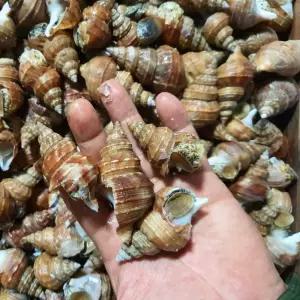 동해안 살고동 고추 골뱅이 탕 무침 1kg