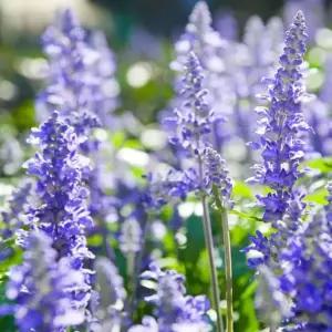 꽃 야생화 꽃씨 종자 히솝 허브 씨앗 품종 200립