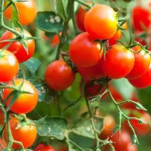 과일 방울 꼬마토마토 토마토 씨 씨앗 종자 100립