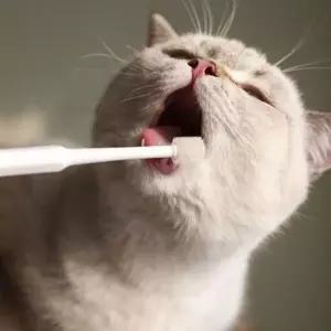 강아지 360도 소프트 실리콘 칫솔 1P 고양이 양치 반려묘치석관리