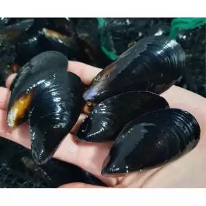 청정 통영 앞바다 홍합 3KG 통영 홍합 청정 앞바다 국내산홍합