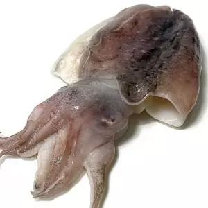 국내산 손질 급속냉동 갑오징어 꼬마 500g