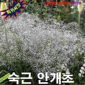(씨앗나라) 안개꽃 화이트 겹꽃 씨앗 15립