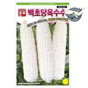 달콤한 백초당 옥수수 씨앗 대형 단맛 옥수수