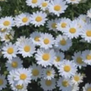 마가렛 씨 씨앗 야생화 꽃씨 종자 품종 2000립