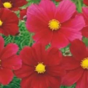 레드코스모스 꽃씨 종자 코스모스 품종 씨앗 1000립