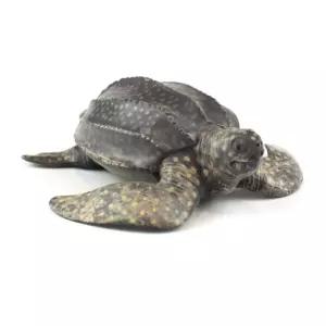 모형완구 피규어 장수거북이 어린이선물 동물피규어 모형동물