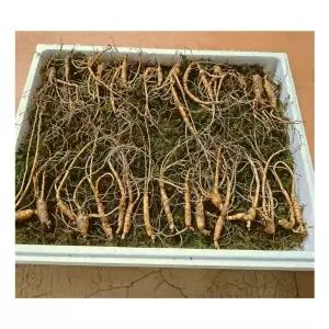 부모님 산양산삼 장뇌 6년근 파삼 30뿌리전후