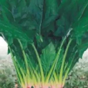 월동시금치 시금치 야채 채소 식물 씨 종자 씨앗 400g