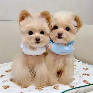 강아지 쿨링 스누드 스카프 L XL 1P 애견 여름 목도리 강아지쿨링스누드 강아지스누드