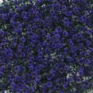 [셀러에이드]정원인테리어 벽장식 인조잔디 50x50cm 퍼플블루 인테