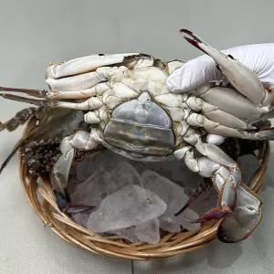 연평도 활 암 꽃게 1kg 3-4미 대 생물꽃게 햇꽃게 활꽃게 알배기꽃게 연평도꽃게 생물암꽃게 봄꽃게 알꽃게