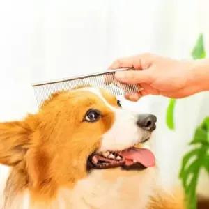 [반려] 눈꼽빗 콤빗 페이스콤 일자빗 강아지 버터콤 중형