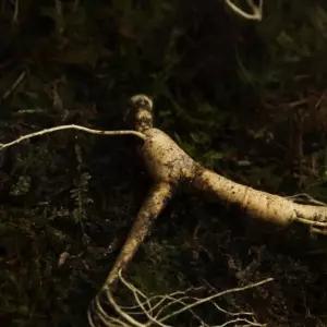 산양삼 가족건강 환절기 보신식 에너지충전 강원도산양삼 약초