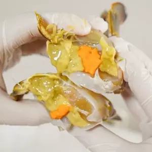 국내산 제철 활 암꽃게 알배기 소 2kg