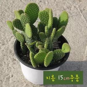 (선인장) 금도선 (황도선 토끼선인장) 지름 15cm 중품다육화분