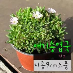 애기송엽국 핑크 (분홍) 9cm 소품화분 (좋은흙만 사용한 건강한식물)