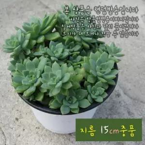 그린에메랄드 지름 15cm 중품 다육화분 (좋은흙만 사용한