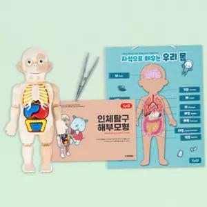 자석 우리 몸 탐구 영유아 활동 초등 교육 어린이 장난감 놀이 모형 해부 장기 학습 과학교구 신체