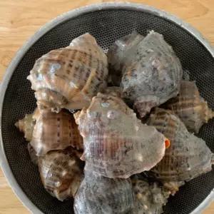 자연가득 전남 고흥 주먹 참소라 1kg 4-6미