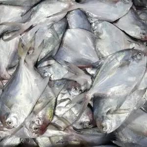 국내산 급냉 병어 횟감 병어회 세꼬시 2kg