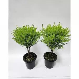 베하몰 실내 식물 1+1 토피아리 율마 중품 약33cm 원예 화초 키우기