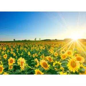 1000조각 직소퍼즐 북해도 해바라기 CA1149벽걸이 액자형 집들이선물 맞추기 콕놀이 그림