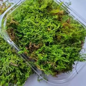 [콩심팥심]넝쿨식물 1팩 이끼 덩쿨 코케다마 인삼 깃털이끼 제외