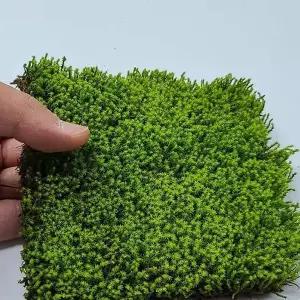 초록 덩굴 자연 분재 실내 원예 가드닝 인테리어 식물 키우기