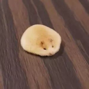 리얼햄스터인형 뽀글이 부드러운쿠션