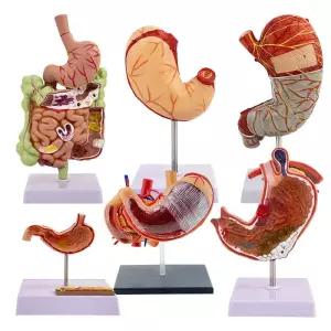 교육용 위장모형 소화기관 해부학 내과 인체 장기 해부 피규어 의학 실습용