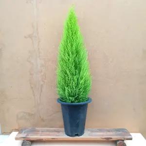 소나무길 톡톡톡!!! 형광색 향기율마 공기정화 실내장식 2459