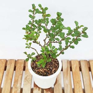 장수매 원형 화분 명자 매화 나무 미니 분재 키우기