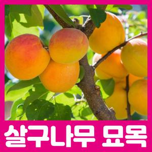 최상의 품종 살구나무 묘목 / 산형3호 왕살구 하코드등 다양한품종 판매중