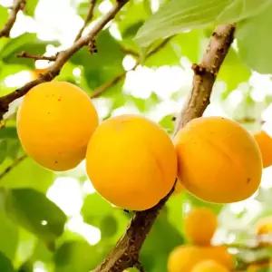 [충북농원] 왕살구 살구나무 묘목 - 1년생/접목묘