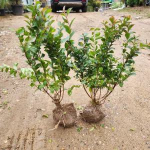 나무언니 배롱나무 묘목 미니백일홍 4년생 개화주 백일홍 