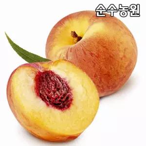 복숭아나무 묘목, 황도(엘바트) 결실주 R4cm(분) 1개/조생종/유실수/과실수