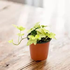 미미네아쿠아 공기정화 반려식물 백설공주 아이비